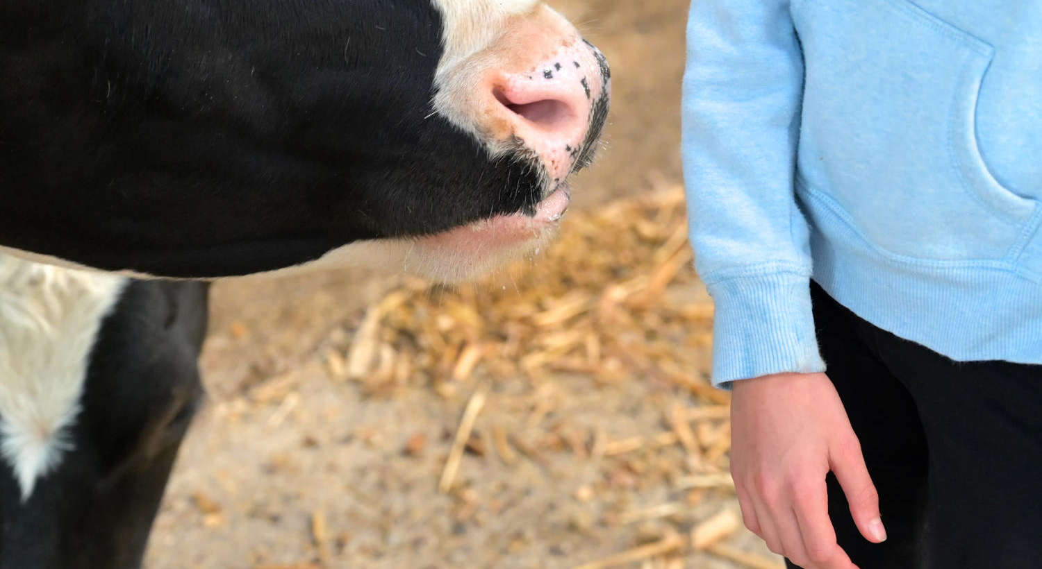 Ausflug der 6a auf den Brunkshof in Stemmen
