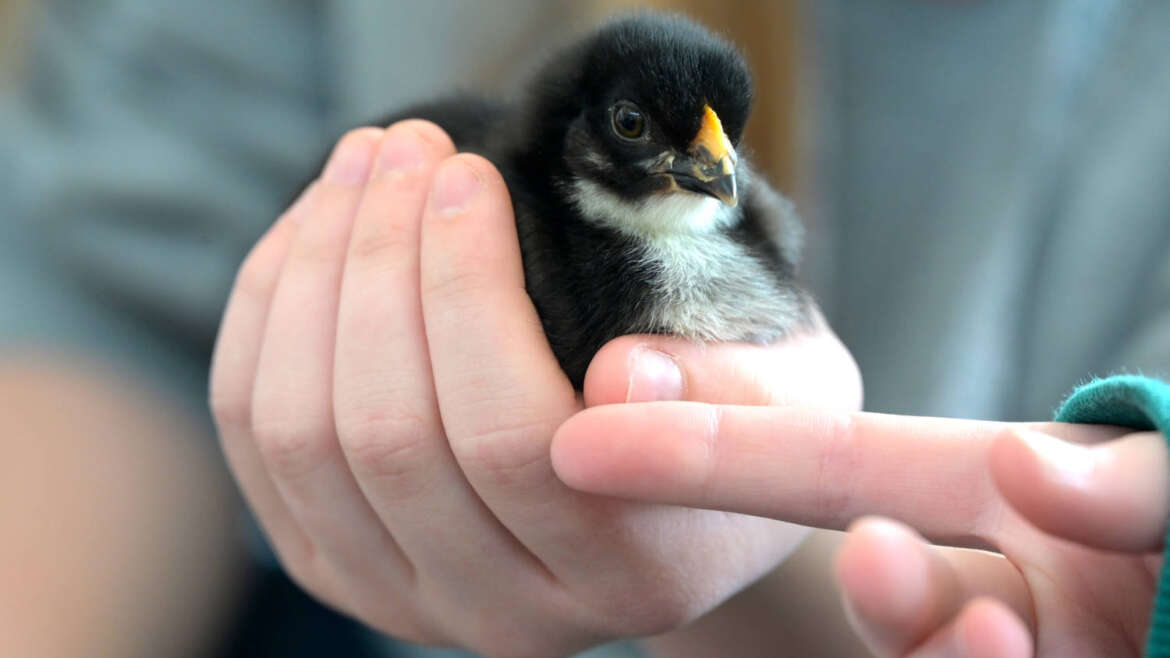 Küken in der Schule