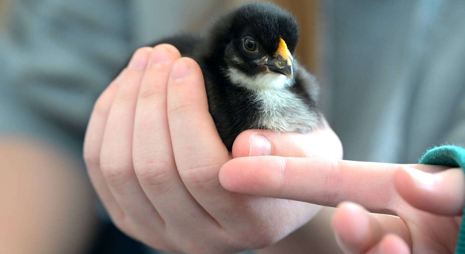Küken in der Schule